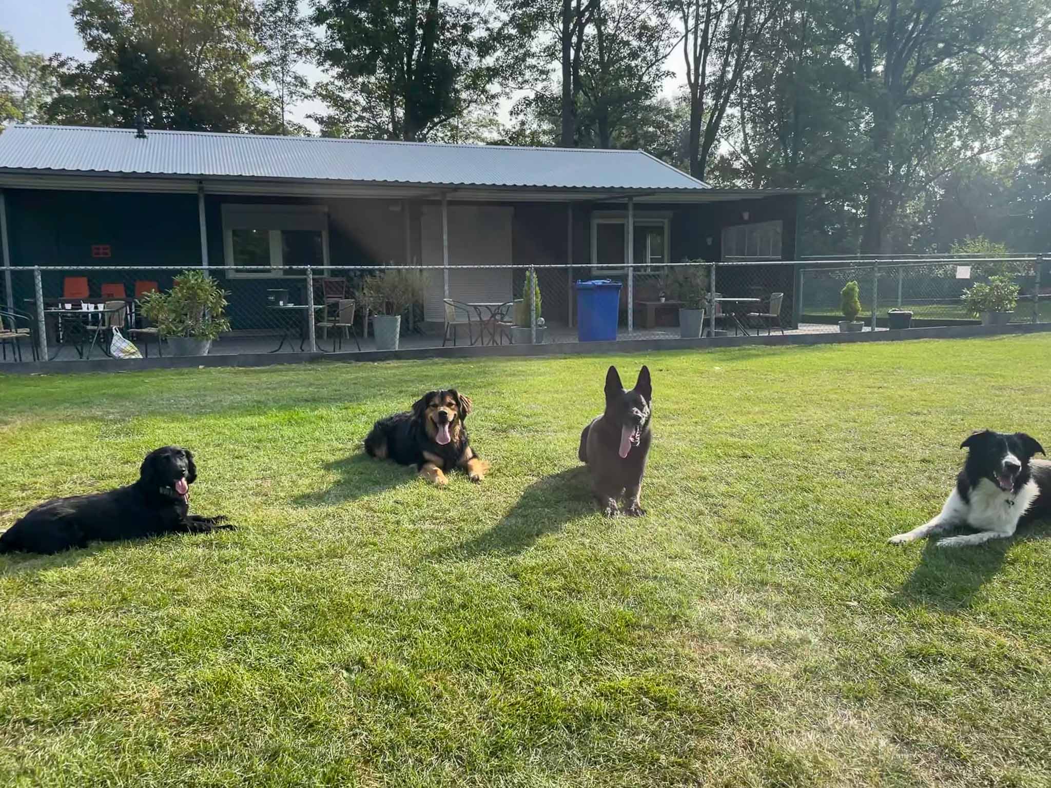 Honden op het veld van Amantes